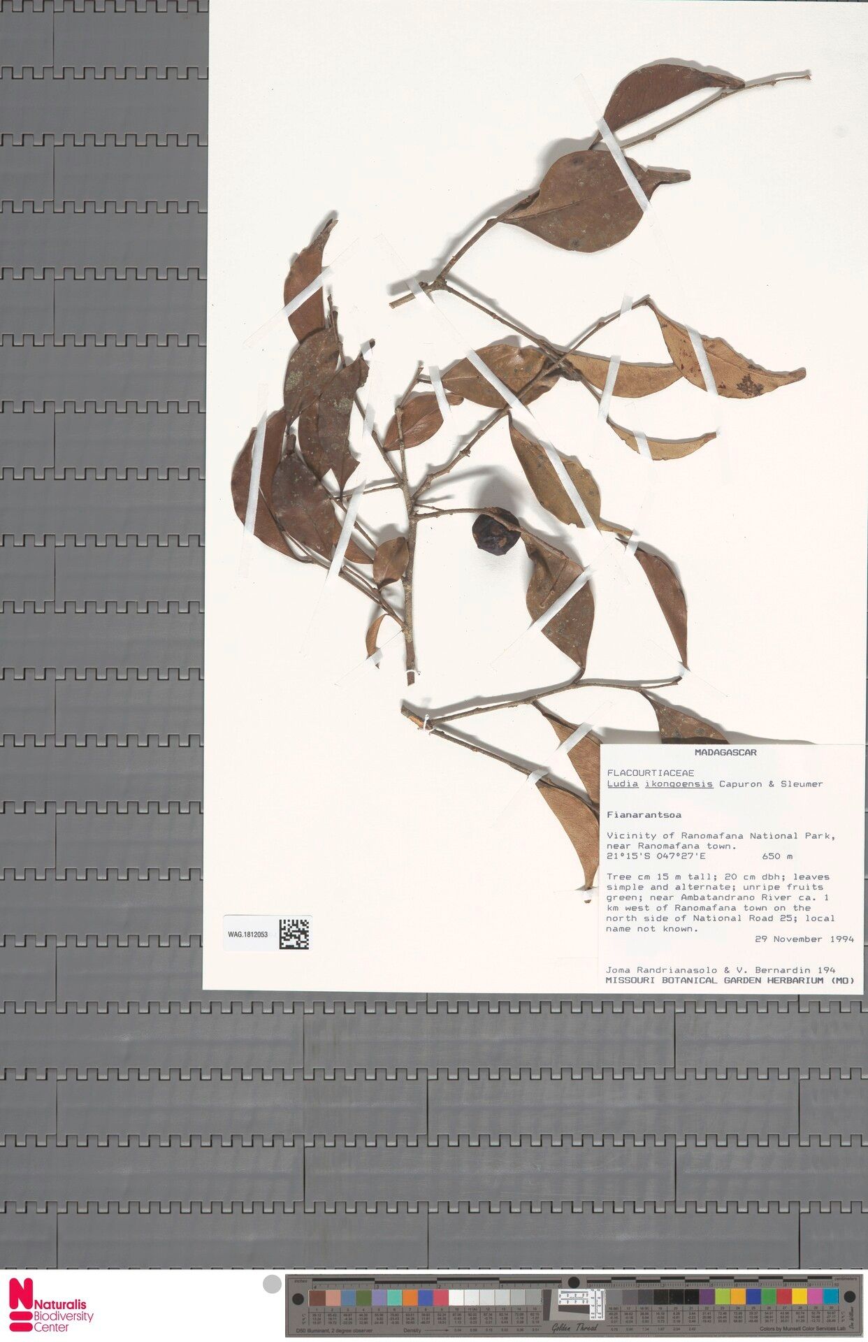 Ludia ikongoensis — houseplant care guide