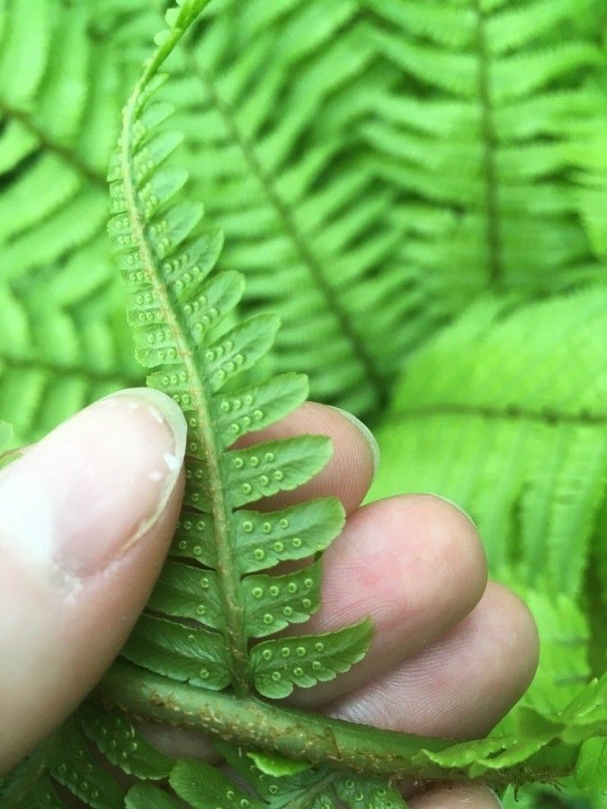 Dryopteris crassirhizoma flower