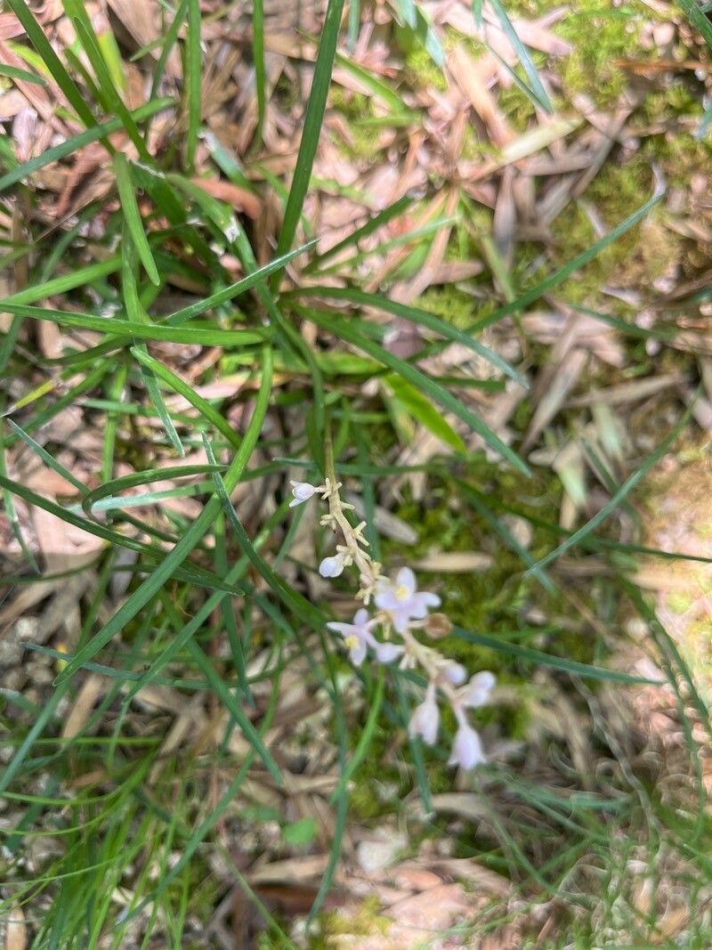 Liriope graminifolia flower