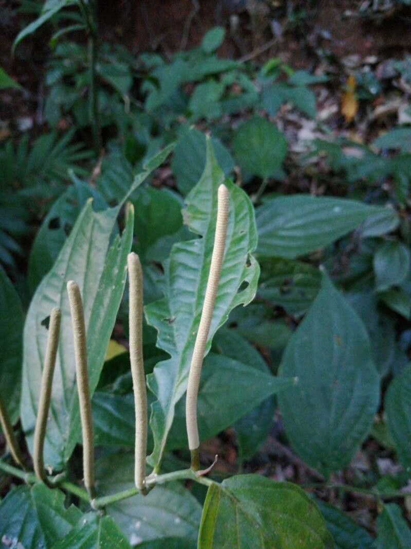 Piper davidianum fruit
