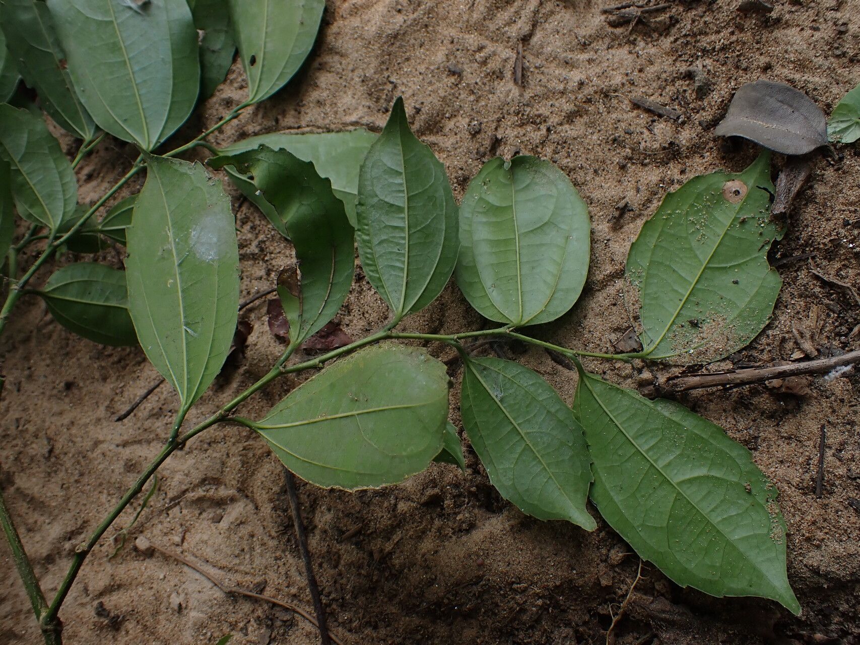 Celtis prantlii — houseplant care guide