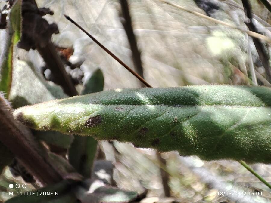 Senecio formosus leaf