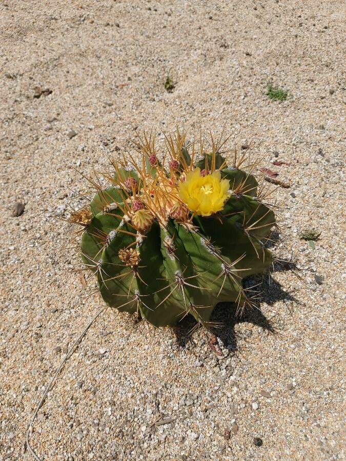 Ferocactus schwarzii leaf