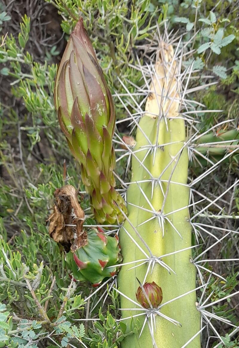 Harrisia pomanensis flower