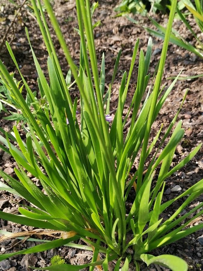 Allium angulosum leaf