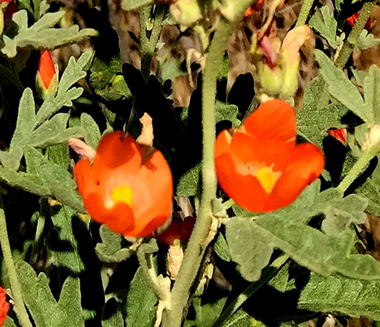 Sphaeralcea munroana — houseplant care guide