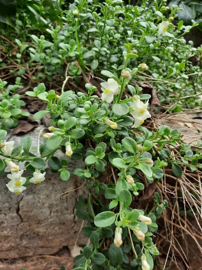 Antirrhinum valentinum habit