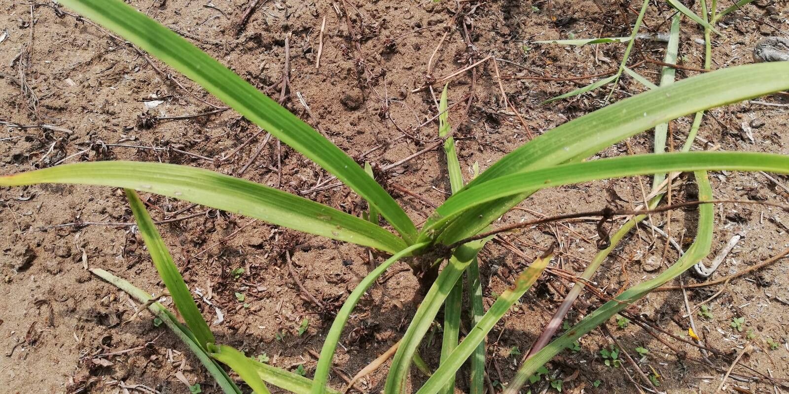 Cyanotis longifolia leaf