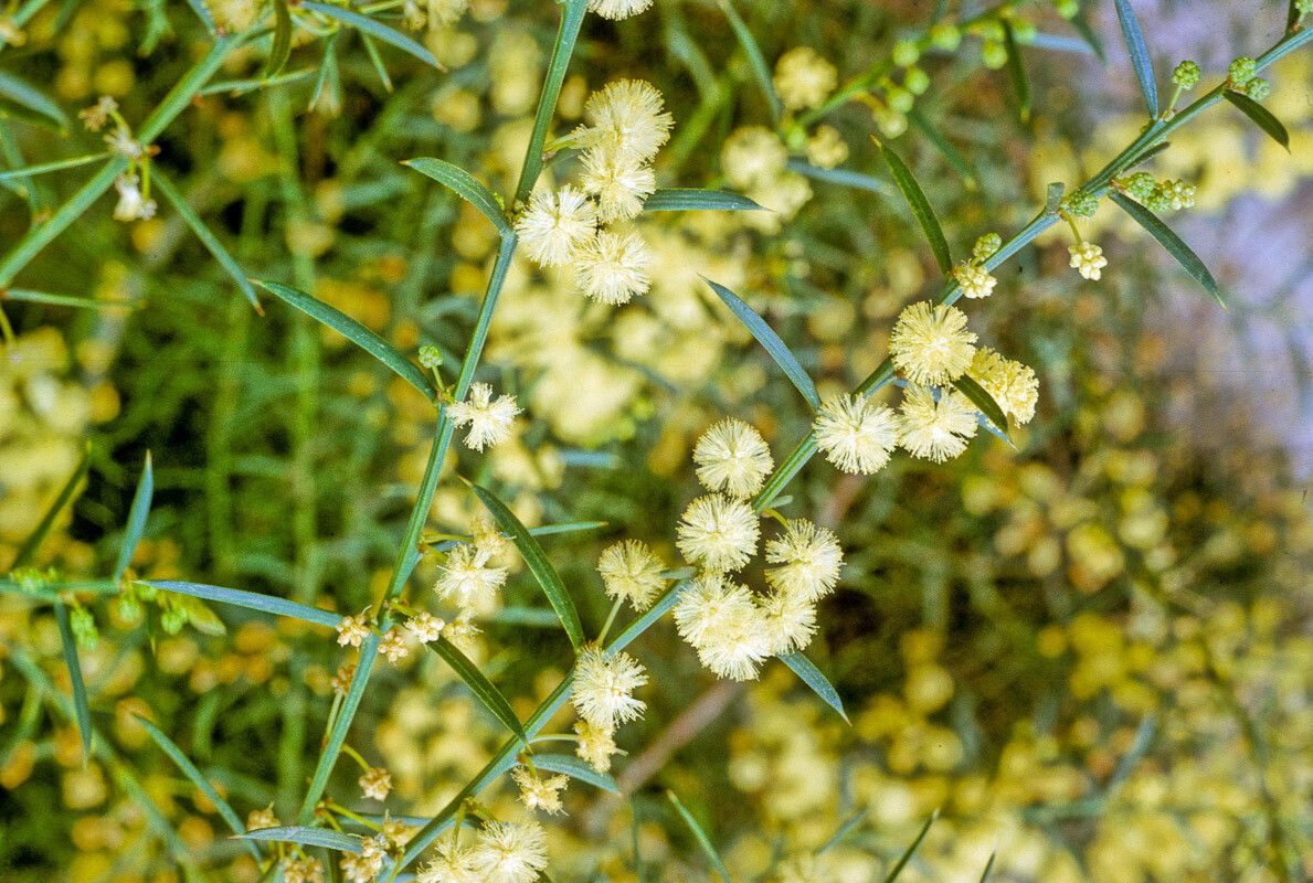 Acacia genistifolia — houseplant care guide