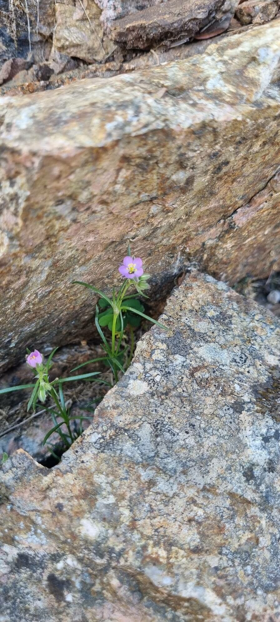 Spergularia nicaeensis habit