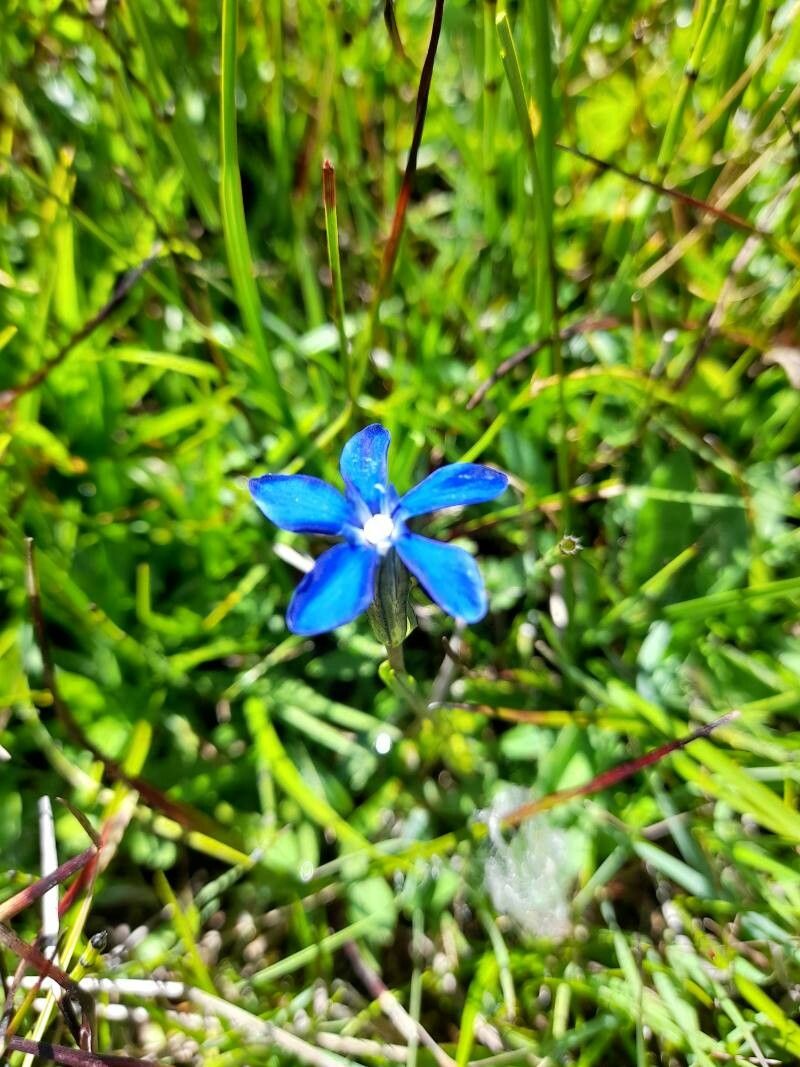 Gentiana rostanii — houseplant care guide