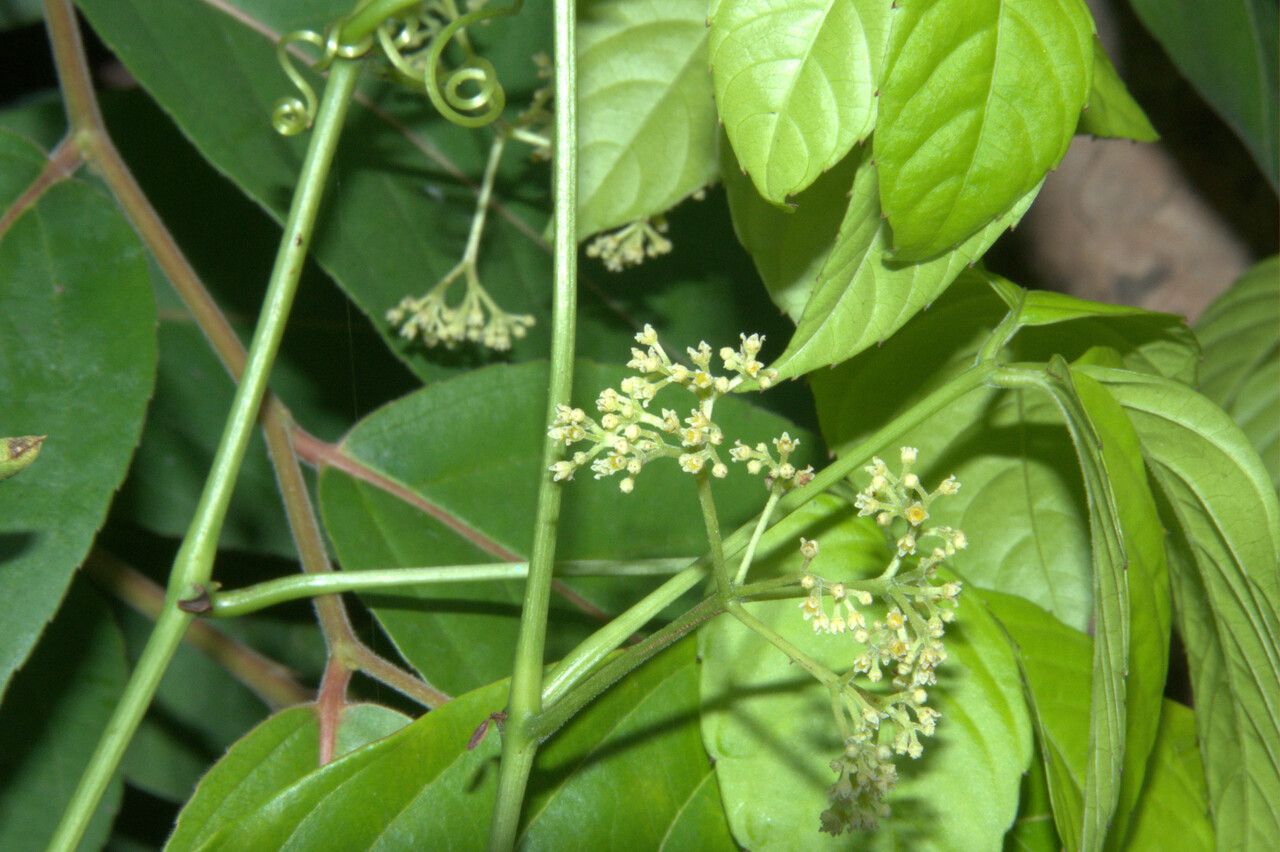 Tetrastigma bracteolatum