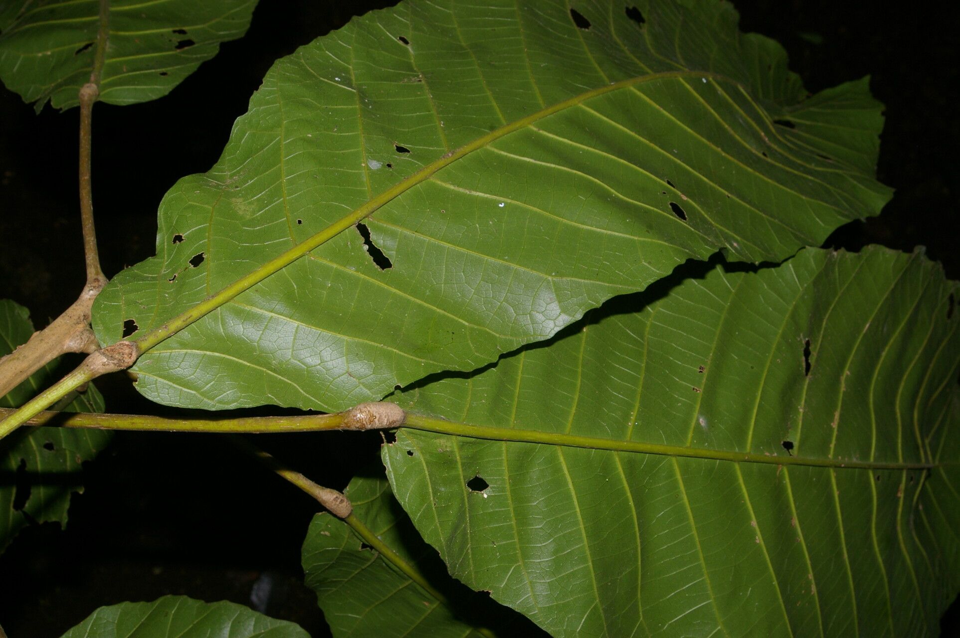 Sloanea ampla — related species from the same genus