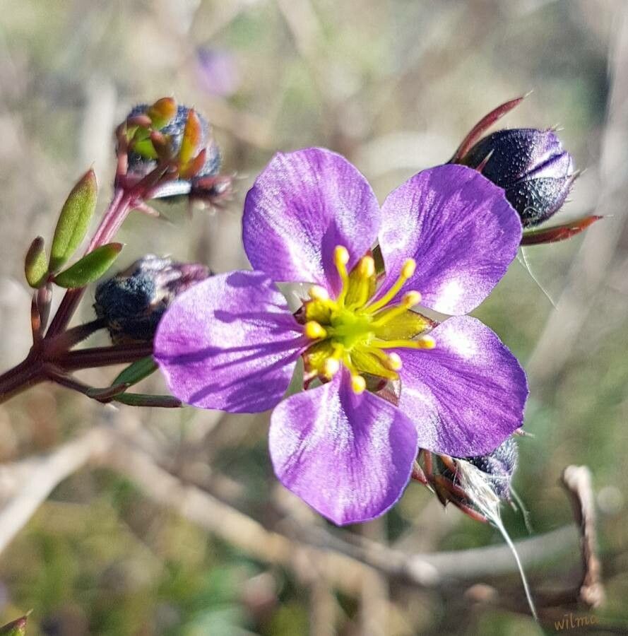 Zygophyllum creticum flower