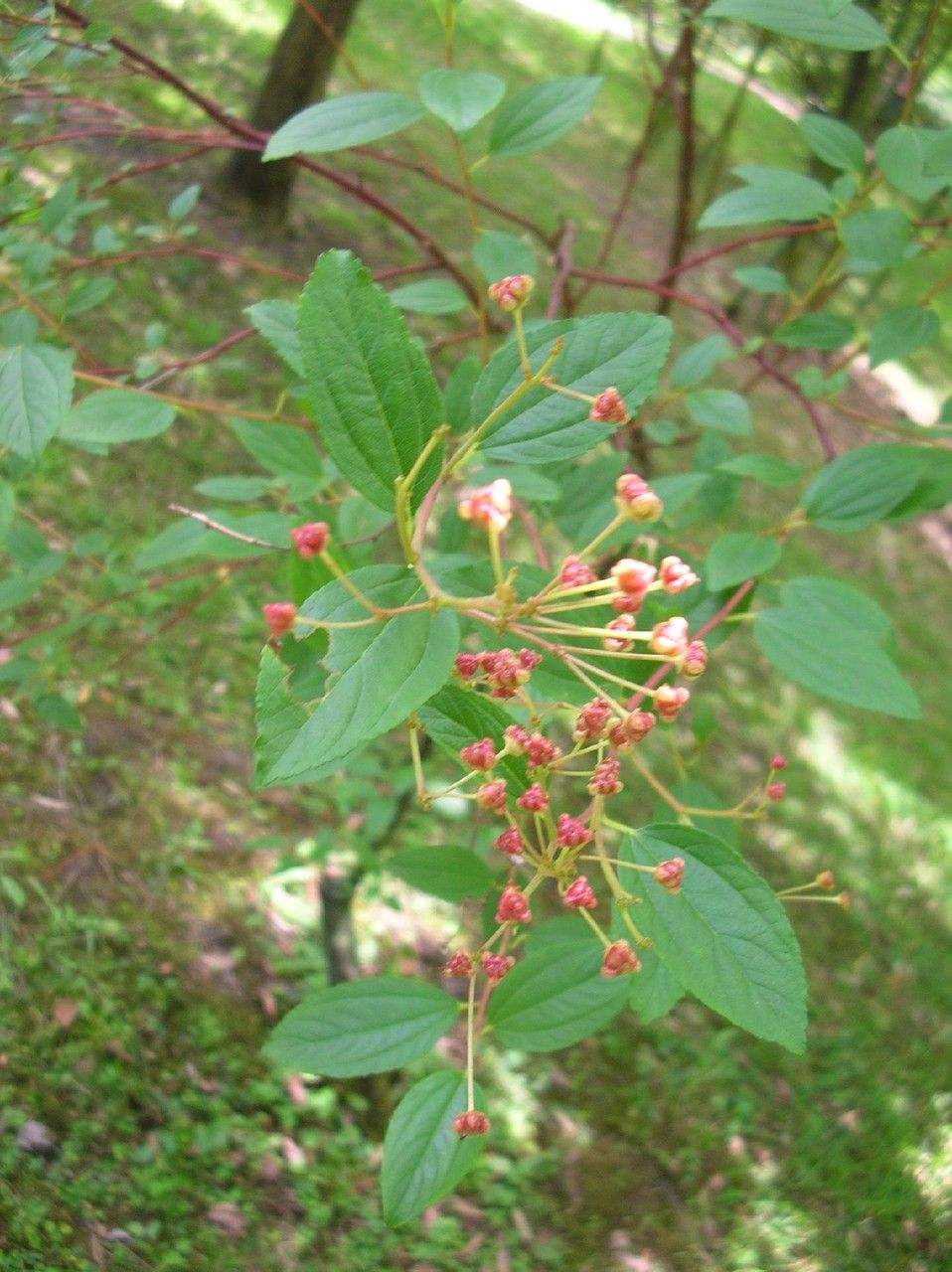 Ceanothus griseus habit