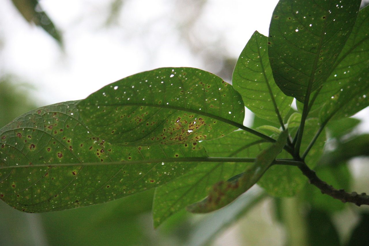 Quararibea parvifolia — search result for 'Quararibea'