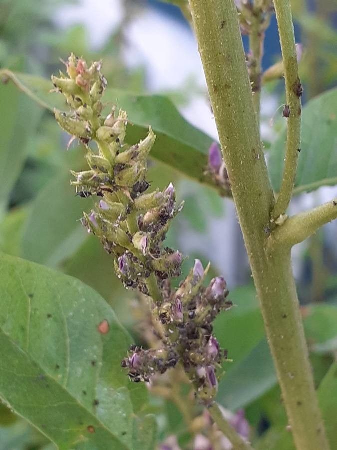 Glycyrrhiza glabra fruit