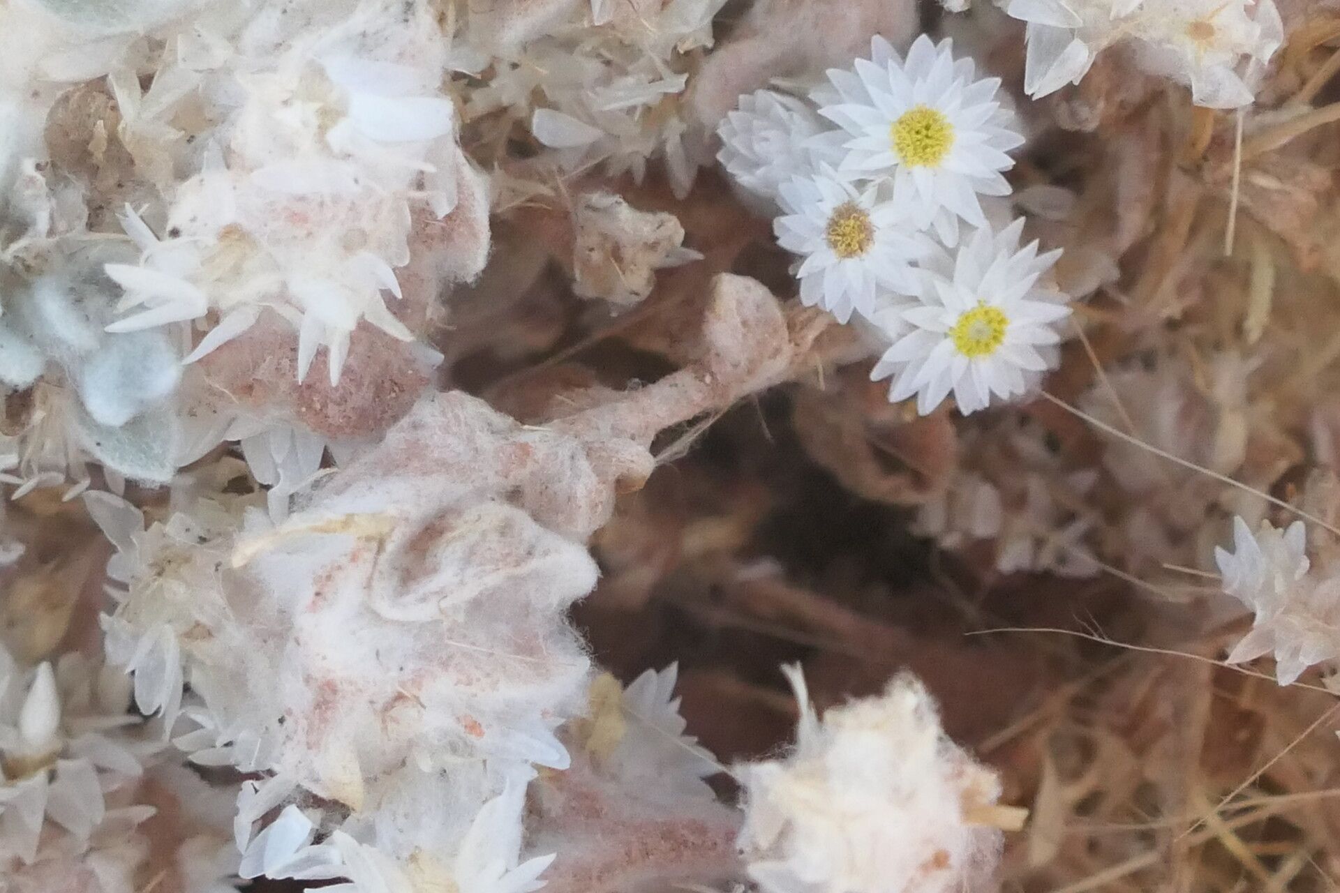 Helichrysum roseoniveum bark