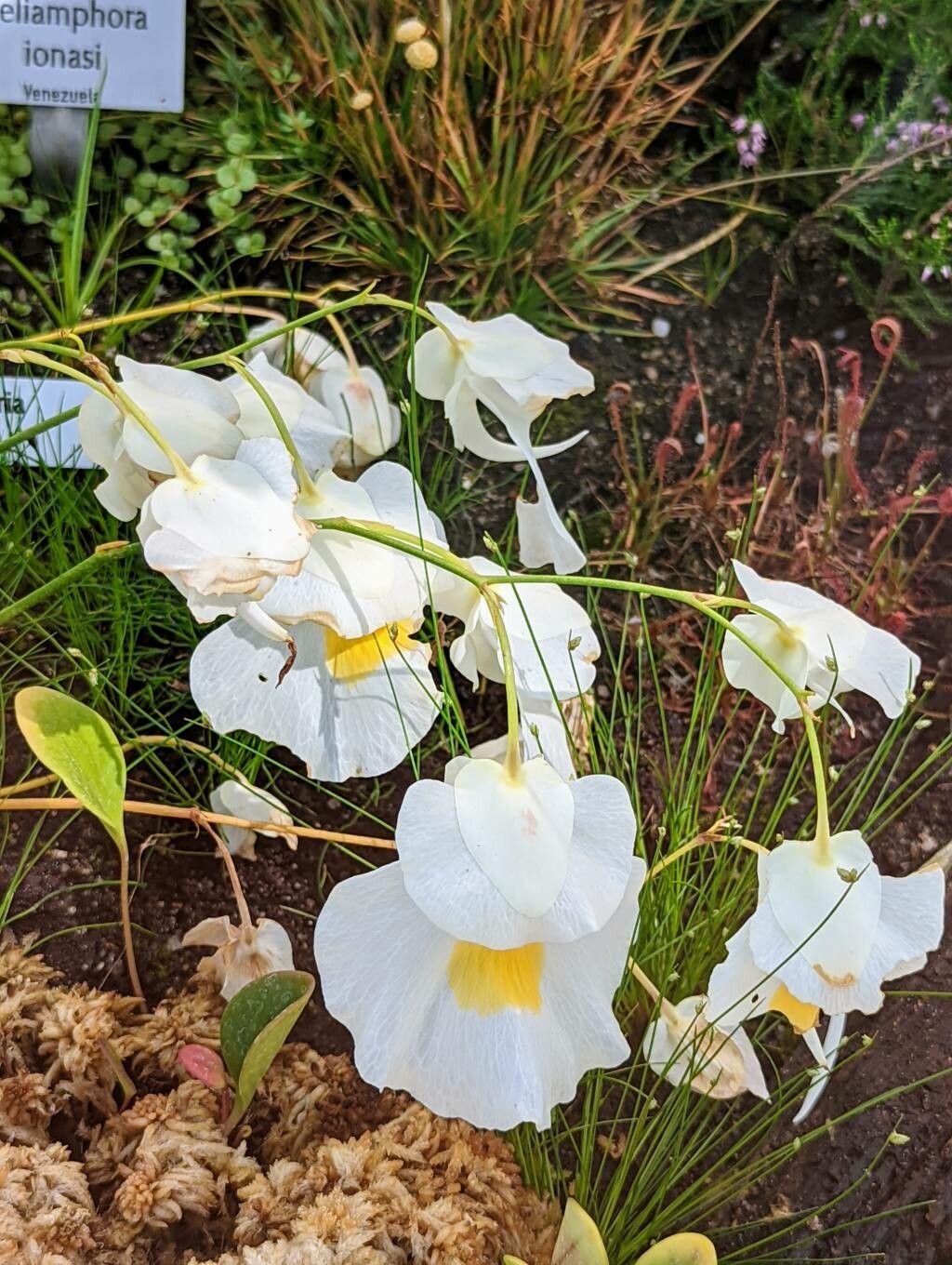 Utricularia alpina flower