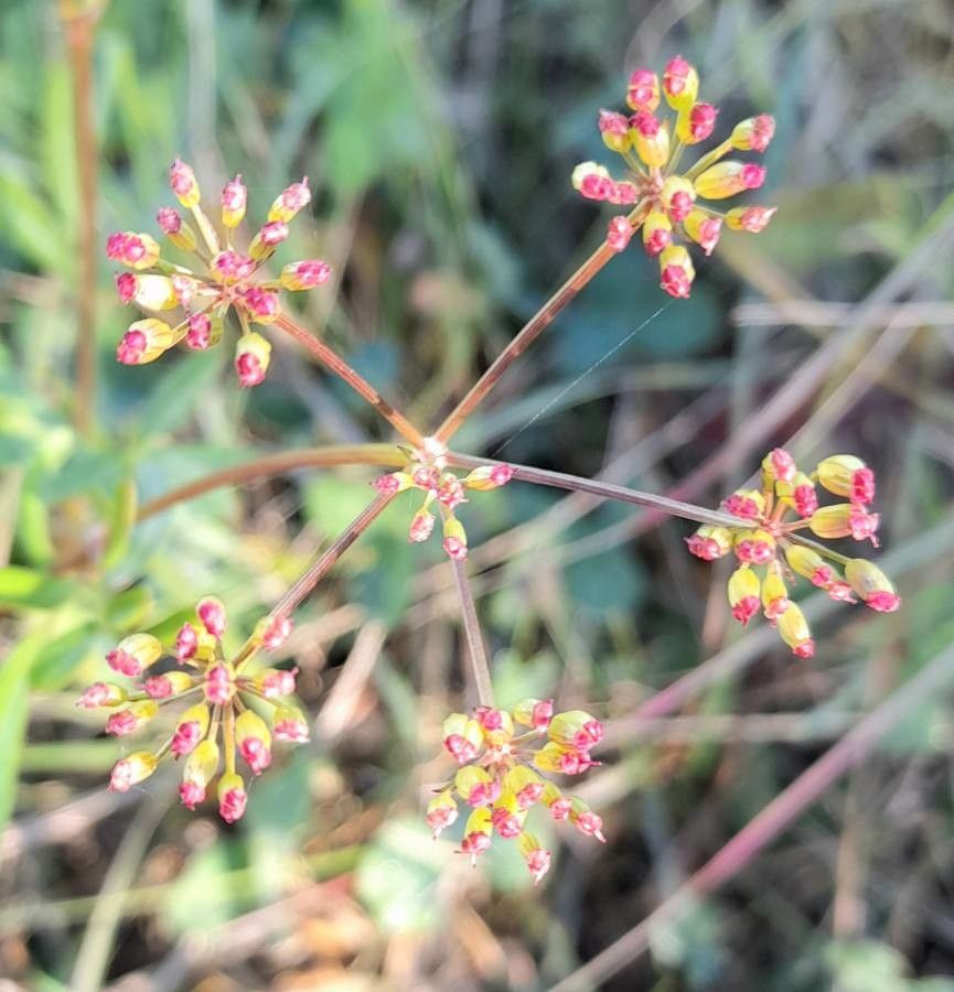 Silaum silaus flower