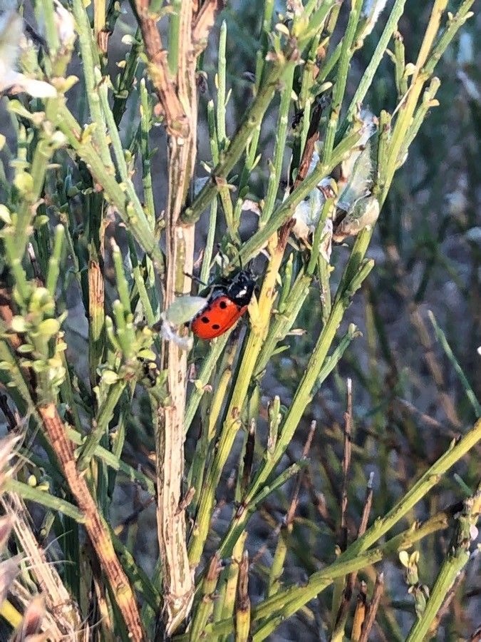 Genista cinerascens — search result for 'Genista'