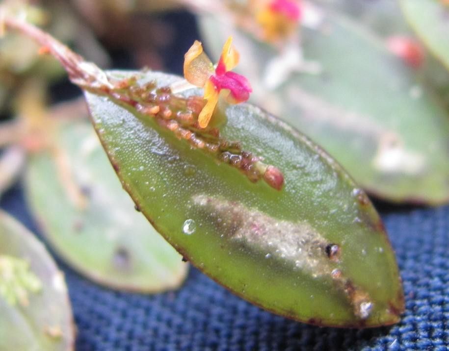 Lepanthes mariposa fruit