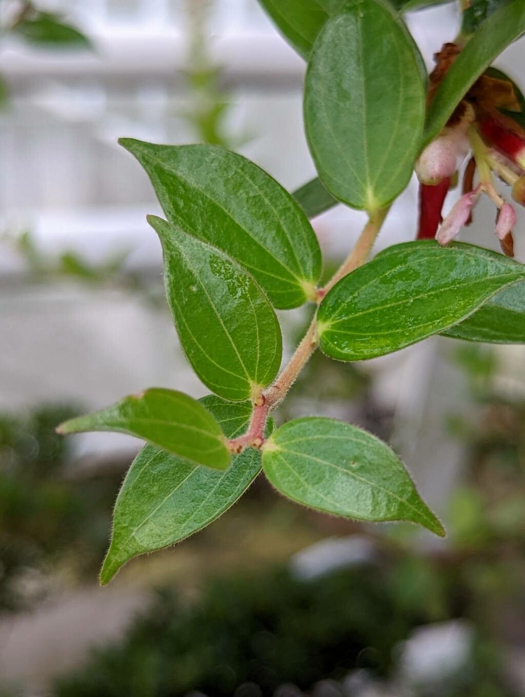 Cavendishia bracteata — related species from the same genus