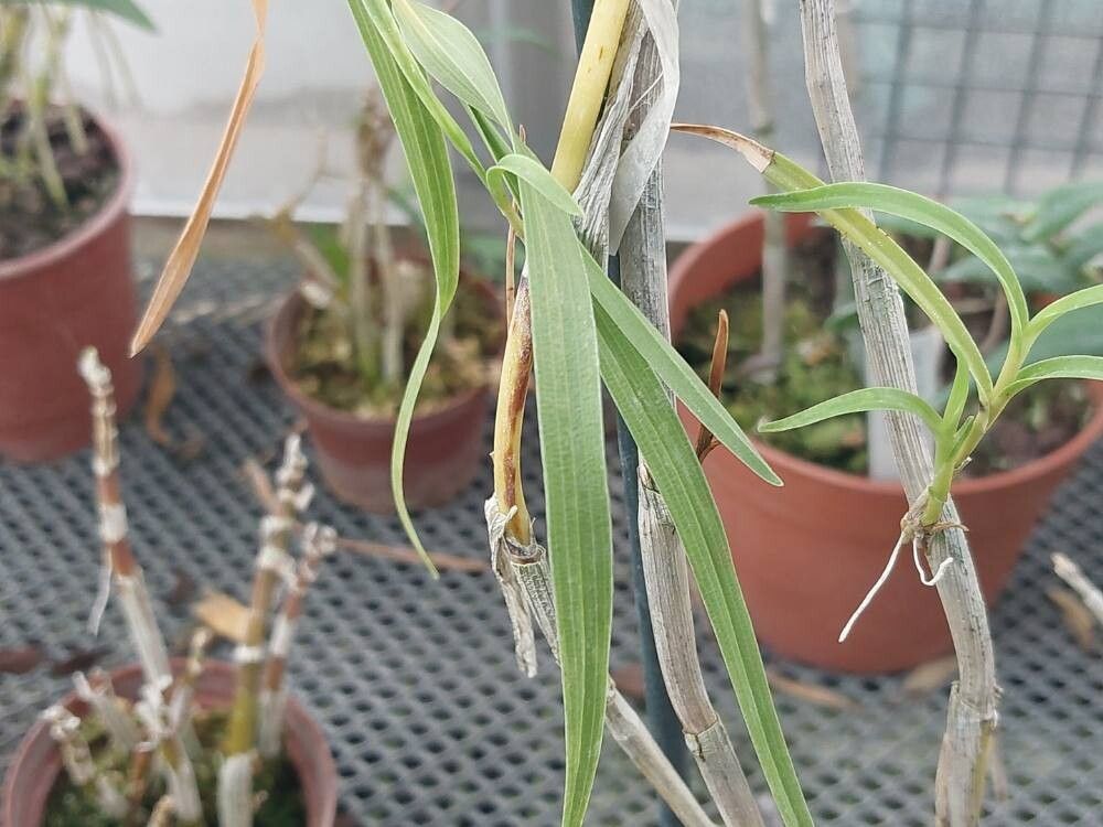 Dendrobium linawianum — houseplant care guide