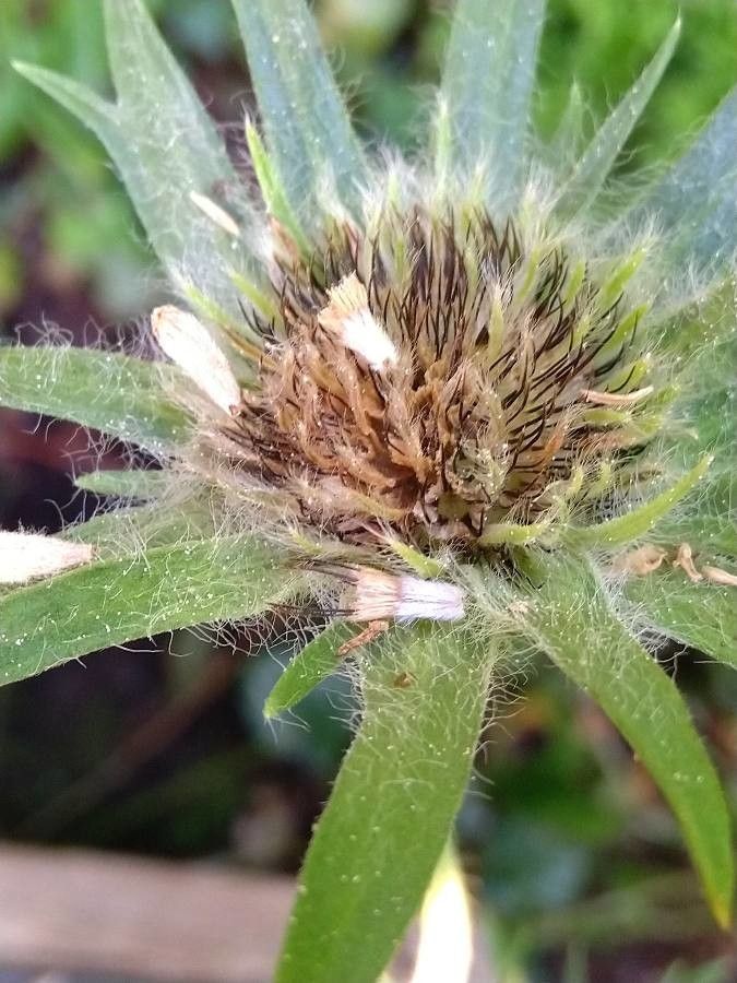 Scabiosa caucasica fruit