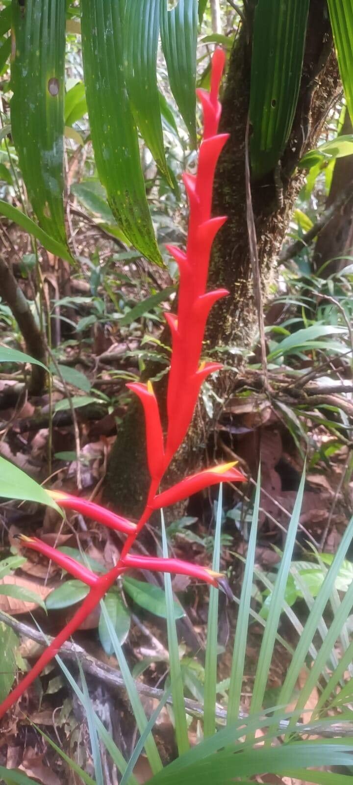 Vriesea recurvata — houseplant care guide