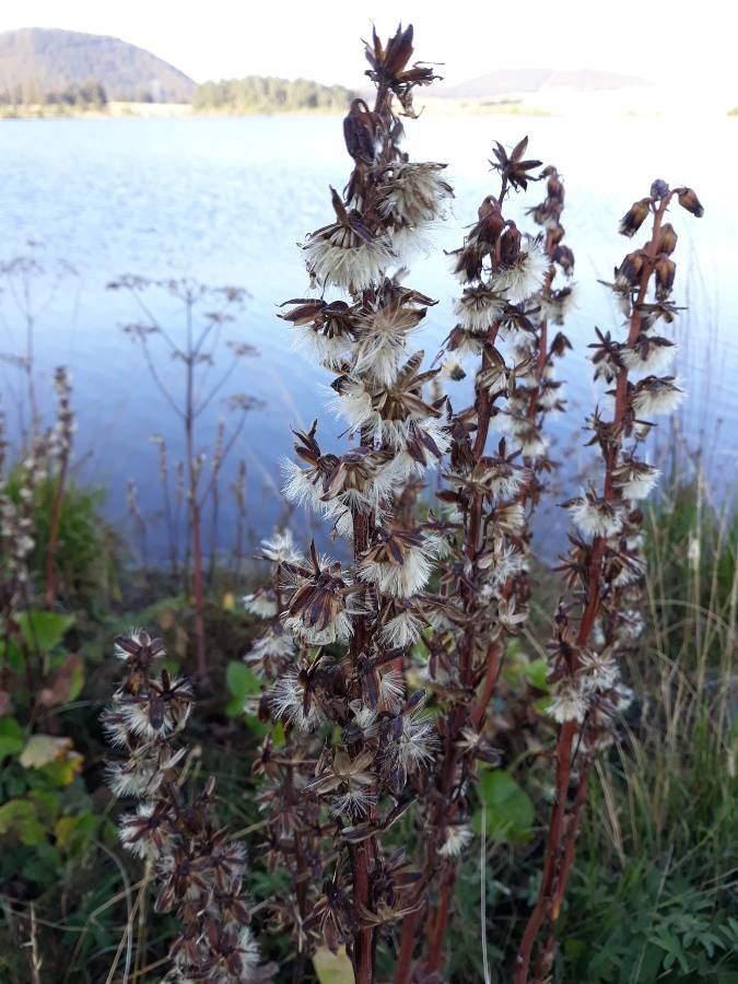 Ligularia sibirica fruit
