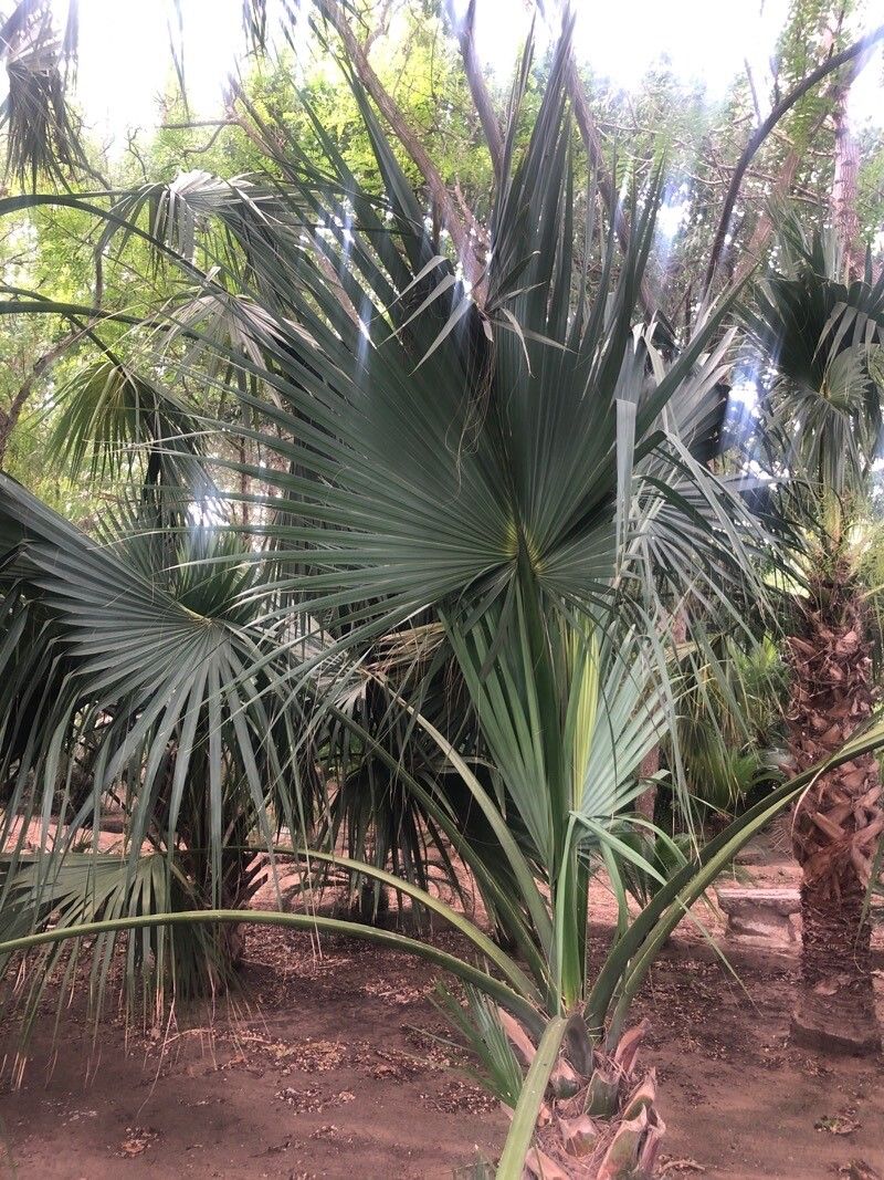 Sabal causiarum leaf