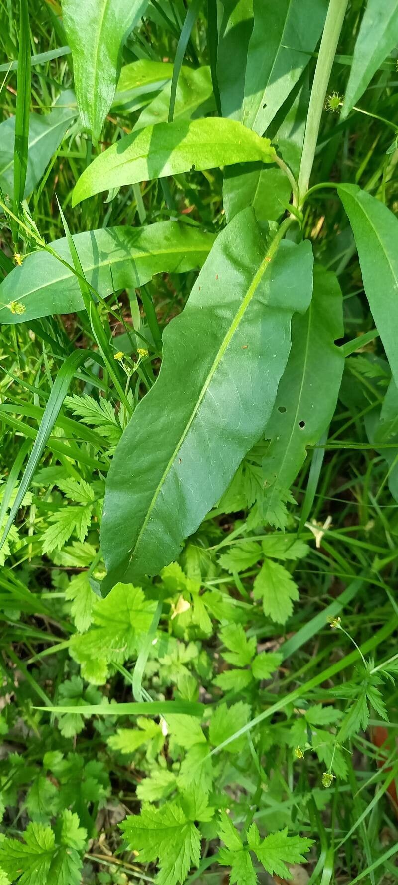 Rumex ellipticus — houseplant care guide