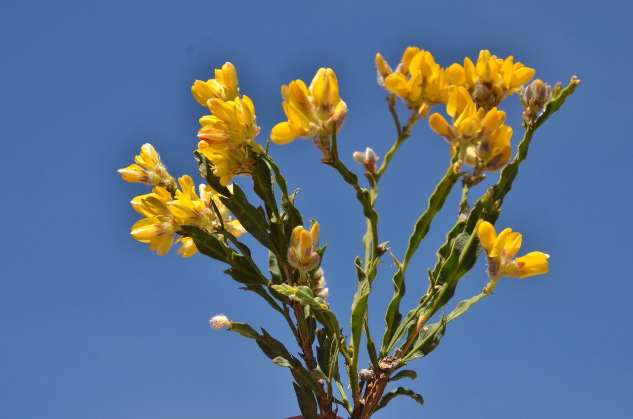 Genista tridentata flower