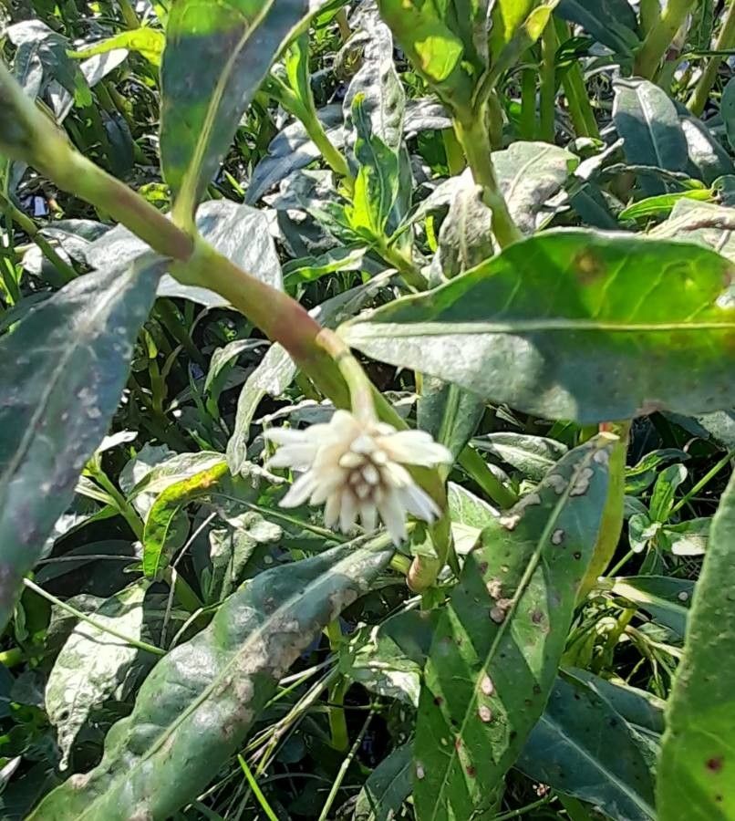 Alternanthera philoxeroides flower