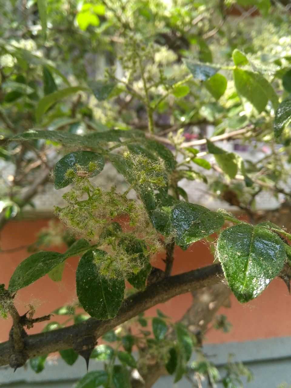 Zanthoxylum bungeanum flower