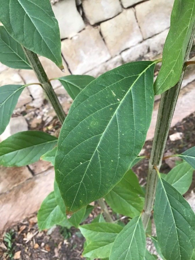 Citharexylum spinosum leaf