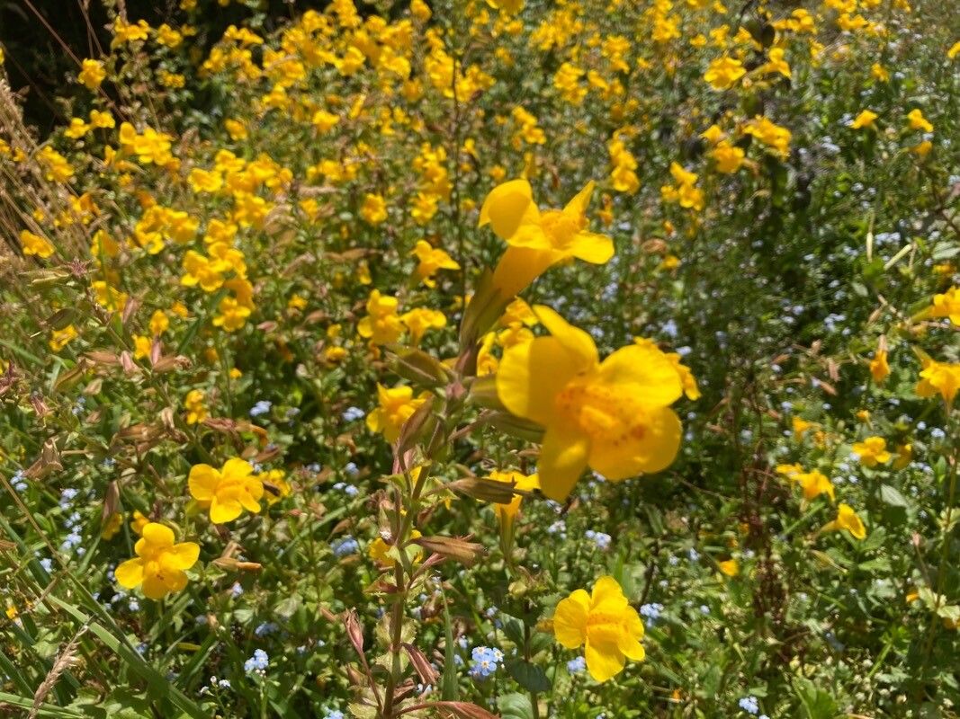 Erythranthe lutea flower
