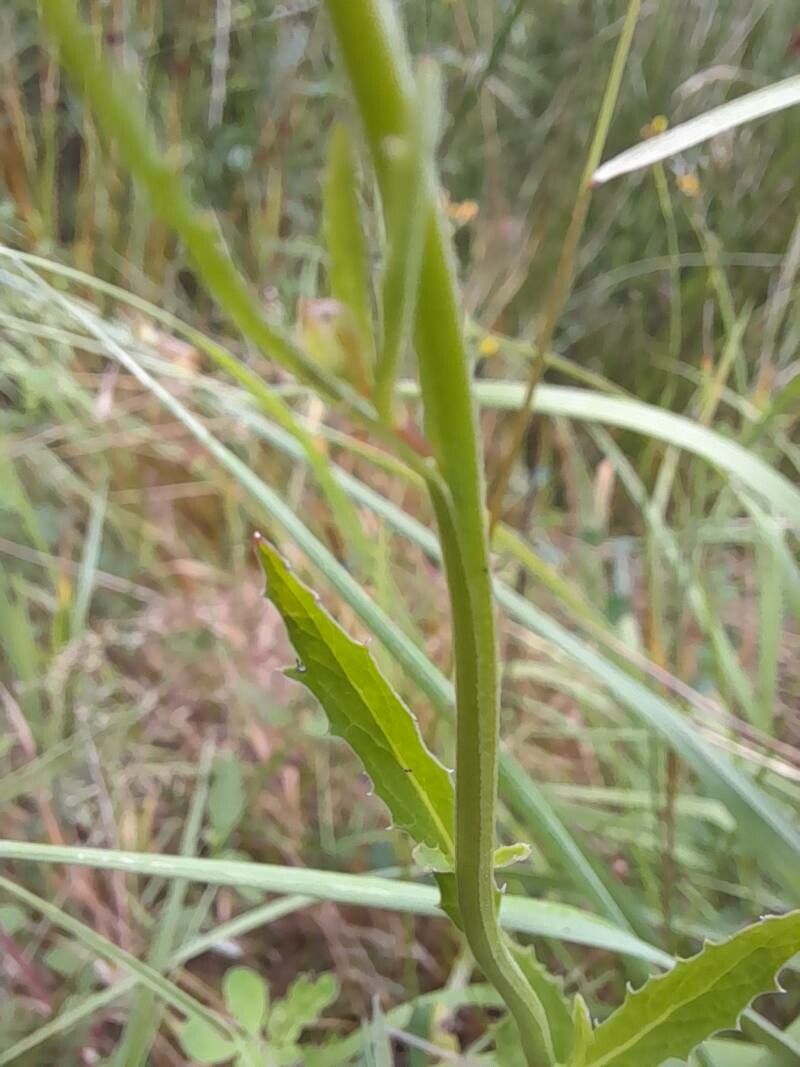 Lobelia urens bark