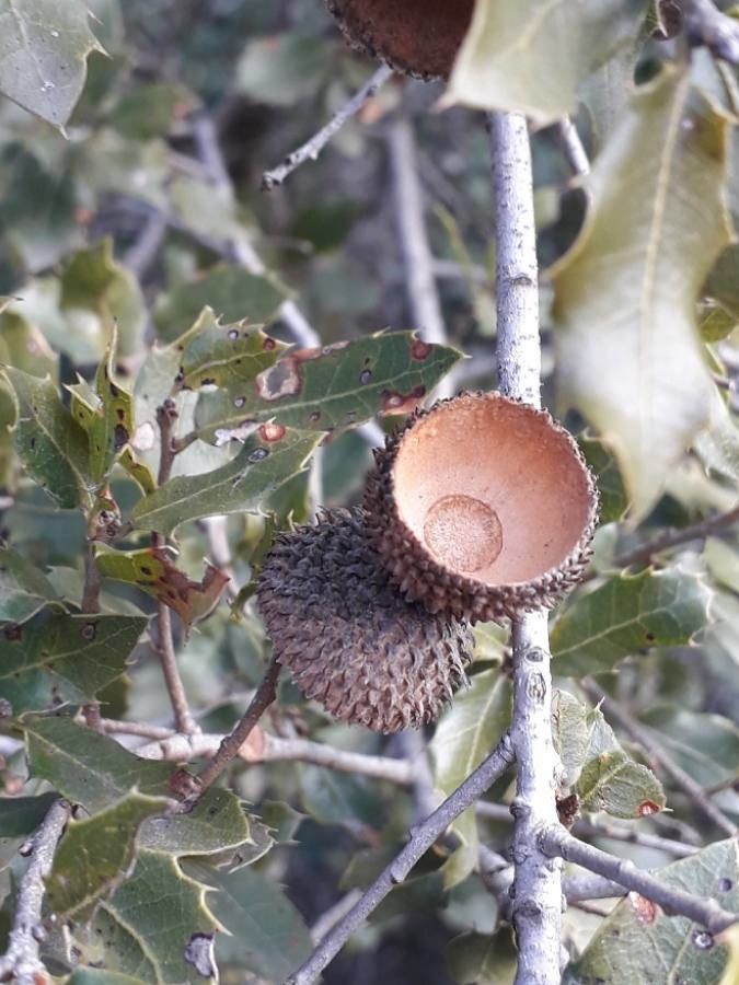 Quercus coccifera fruit