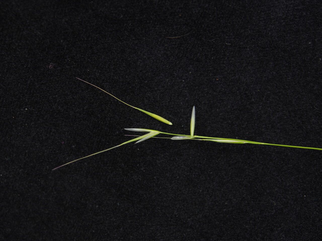 Orthoraphium roylei — houseplant care guide