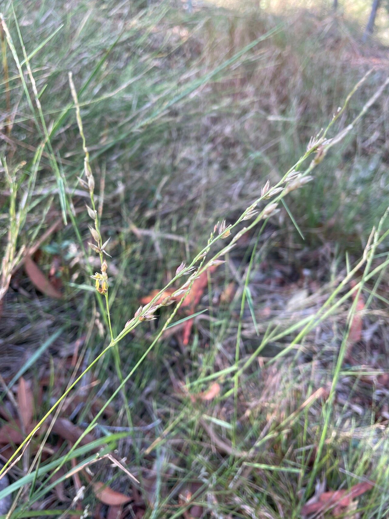 Alloteropsis semialata flower