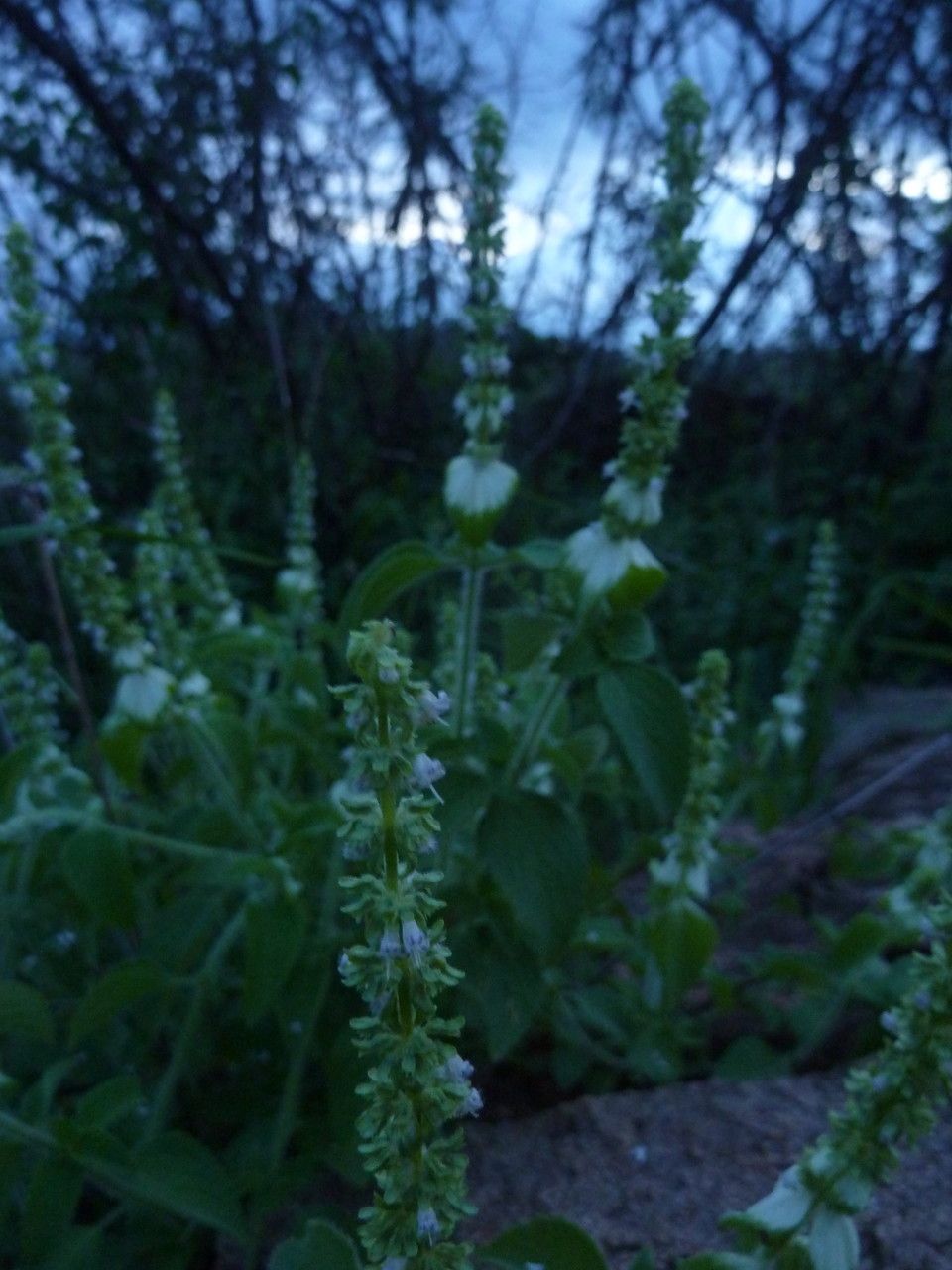 Platostoma hildebrandtii habit
