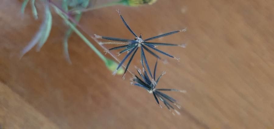 Bidens hildebrandtii fruit