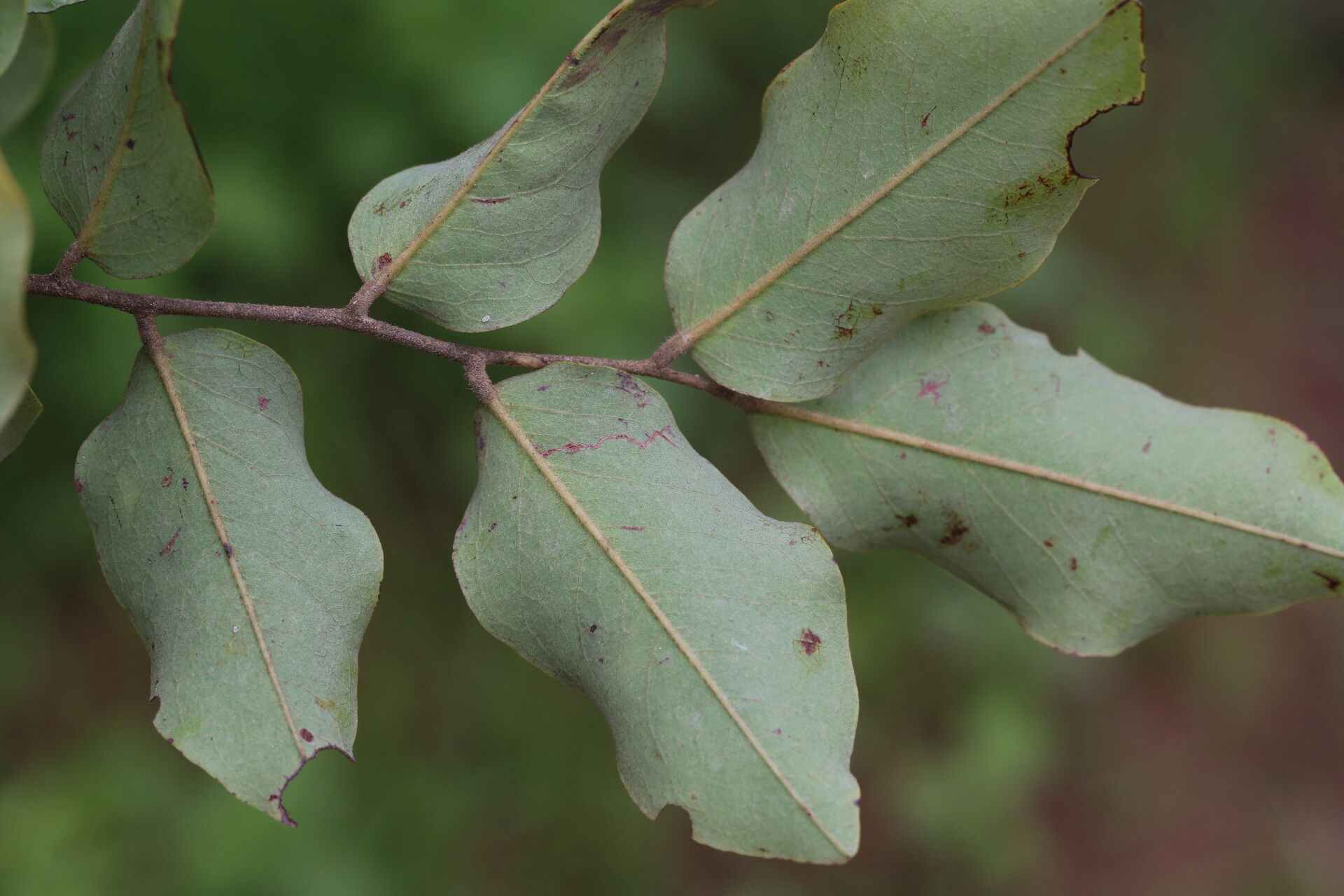 Dalbergia nitidula — houseplant care guide