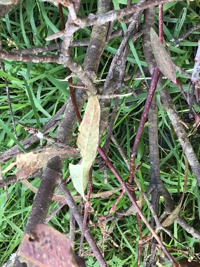 Viburnum cassinoides leaf