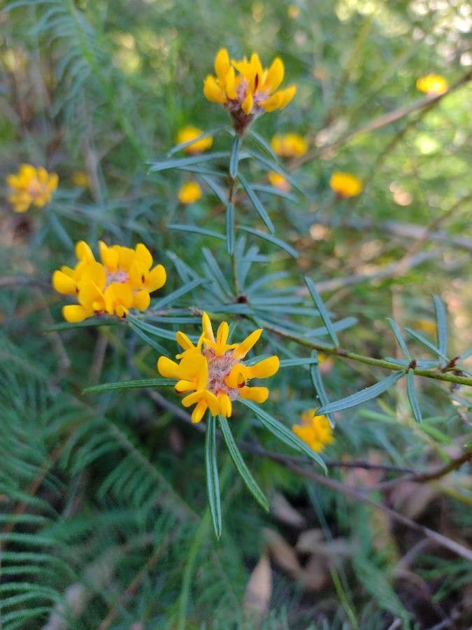 Pultenaea rosmarinifolia — houseplant care guide