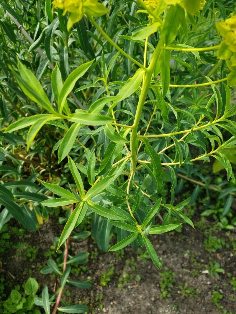 Euphorbia aristata — houseplant care guide