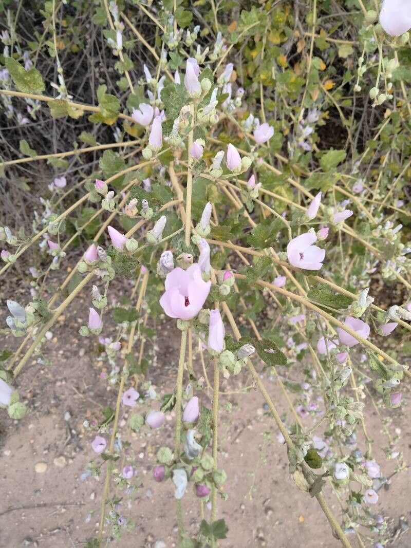 Malacothamnus fasciculatus — related species from the same genus