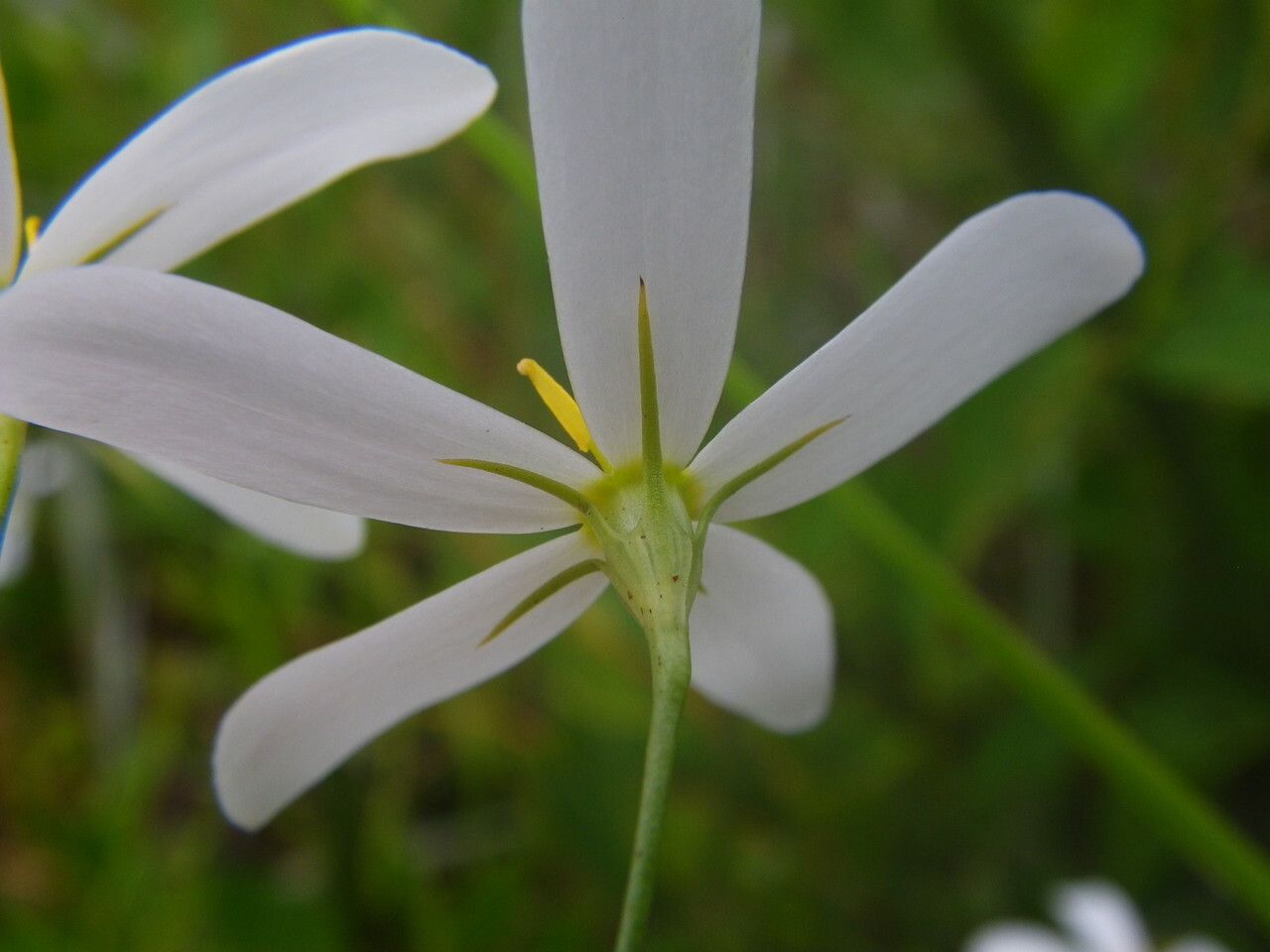 Sabatia brevifolia flower